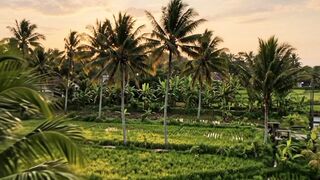 Peaceful Sunset in a Tropical
