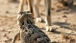 🩸 O lagarto que dispara sangue pelos olhos!
