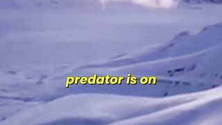 Polar Bear’s Race to Find Love