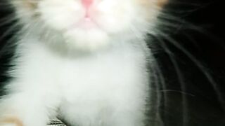 A video of my kitten before they passed away forever