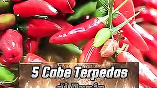 5 Cabe Terpedas di Dunia