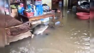 Ikannya juga ikut pindah