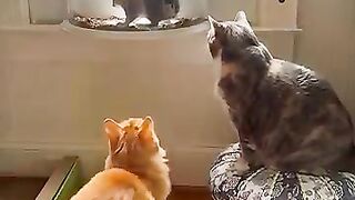 10 videos of funny cat behavior