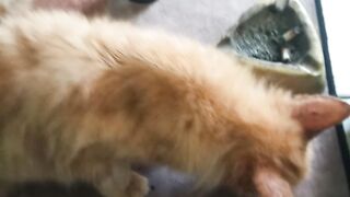 Kucing terbaru