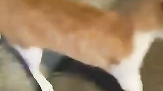 A Compilation of Random Cats: From Fights to Absurd Antics That’ll Have You Laughing Out Loud! 😹🐾