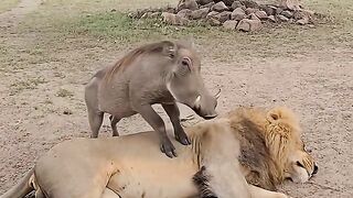 Boar Leans on Sleeping King Lion Like a Backrest & Bolts 😀😀😀