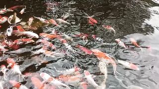 Vibrant Koi Fish Swimming in a Peaceful Japanese Garden Pond