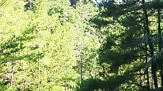 Nature forest