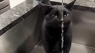 funny cats 54