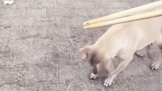 Dog is the best