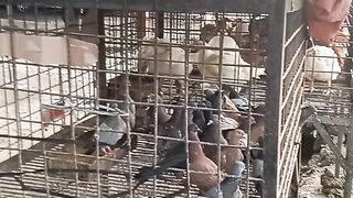 Berteman dgn unggas ayam dan burung