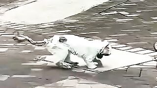 Thank You for Saving This Cat and Giving It Love 🐱❤️🙏