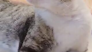 # #fypシ゚viral #cat #cute