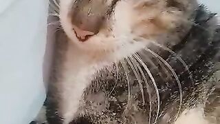 # #fypシ゚viral #cat #cute 2