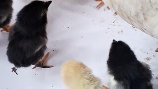 A Mother Hen Protects Her Eggs and Adorable Newly Hatched Chicks 🐣🐔