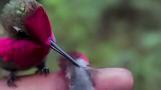 Beautiful Bird and Cute Baby