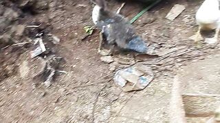 masih seputar ternak entok ya gaest