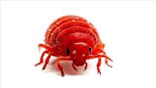WILDLIFE, BUGS LIFE 30