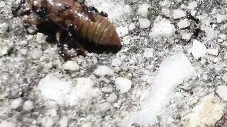WILDLIFE, BUGS LIFE 41