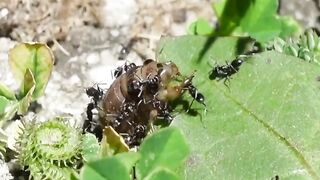 WILDLIFE, BUGS LIFE 42
