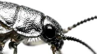 WILDLIFE, BUGS LIFE 43