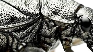 WILDLIFE, BUGS LIFE 44