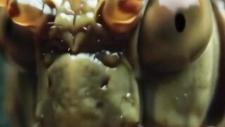 WILDLIFE, BUGS LIFE 46