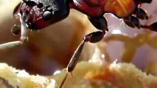 WILDLIFE, BUGS LIFE 47
