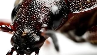 WILDLIFE, BUGS LIFE 48