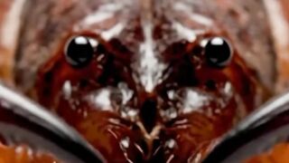 WILDLIFE, BUGS LIFE 50