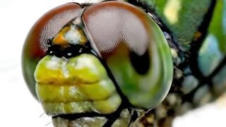 WILDLIFE, BUGS LIFE 51