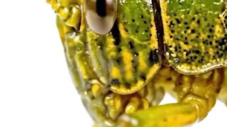 WILDLIFE, BUGS LIFE 53