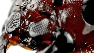 WILDLIFE, BUGS LIFE 55