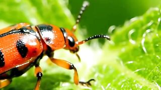 WILDLIFE, BUGS LIFE 56