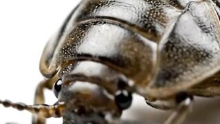WILDLIFE, BUGS LIFE 57