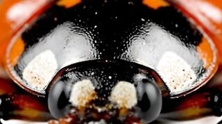 WILDLIFE, BUGS LIFE 58