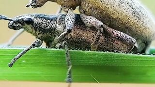 WILDLIFE, BUGS LIFE 60