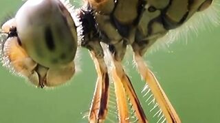 WILDLIFE, BUGS LIFE 64