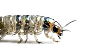WILDLIFE, BUGS LIFE 66