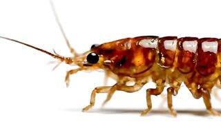 WILDLIFE, BUGS LIFE 67