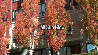 A sunny day with golden leaves🍁
