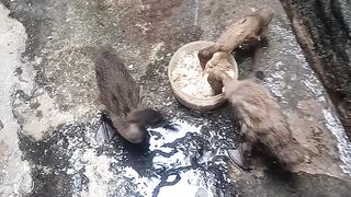Ternak bebek kecil
