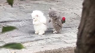 Love cats 6