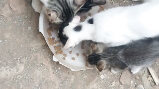 Kucing 43