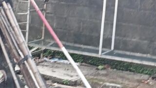 Murai batu jantan