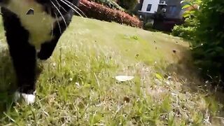 Gato seguindo o outro