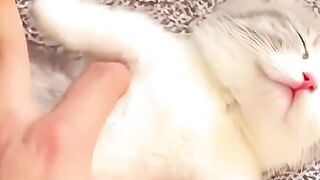 Cat fun 3