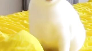 Cute kittens 15
