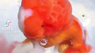 So Cute Fishes 2