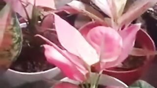 Red aglonema bibit